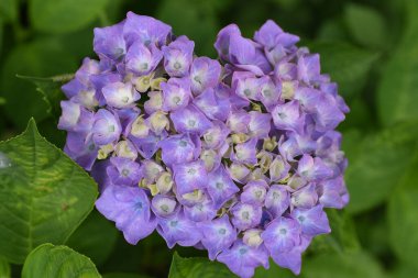 Ortanca çiçekleri. Mevsimlik arka plan malzemesi. Ortanca çiçekleri yağmur mevsiminde Japonya 'da mevsimsel bir gelenektir..