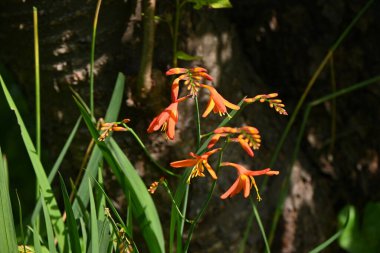 Crocosmia (Montbretia) çiçekleri. Güney Afrika 'ya özgü Iridaceae bitkileri. Haziran 'dan Ağustos' a kadar yarışlarda kırmızı çiçekler açar..