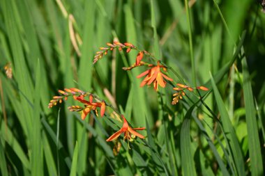 Crocosmia (Montbretia) çiçekleri. Güney Afrika 'ya özgü Iridaceae bitkileri. Haziran 'dan Ağustos' a kadar yarışlarda kırmızı çiçekler açar..