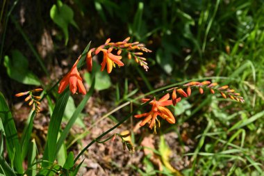 Crocosmia (Montbretia) çiçekleri. Güney Afrika 'ya özgü Iridaceae bitkileri. Haziran 'dan Ağustos' a kadar yarışlarda kırmızı çiçekler açar..
