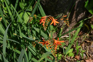 Crocosmia (Montbretia) çiçekleri. Güney Afrika 'ya özgü Iridaceae bitkileri. Haziran 'dan Ağustos' a kadar yarışlarda kırmızı çiçekler açar..