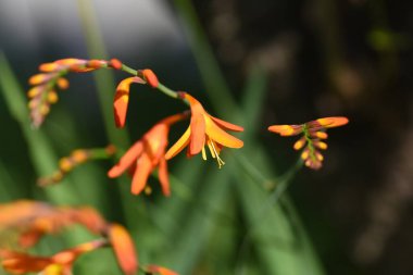 Crocosmia (Montbretia) çiçekleri. Güney Afrika 'ya özgü Iridaceae bitkileri. Haziran 'dan Ağustos' a kadar yarışlarda kırmızı çiçekler açar..