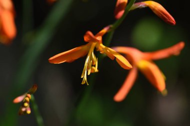 Crocosmia (Montbretia) çiçekleri. Güney Afrika 'ya özgü Iridaceae bitkileri. Haziran 'dan Ağustos' a kadar yarışlarda kırmızı çiçekler açar..