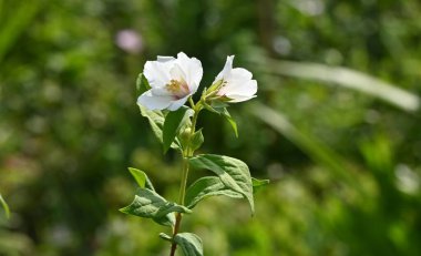 Satsuma, portakalla alay eder. Ortanca yaprak döken çalı. Yazın başında güzel kokulu beyaz çiçekler açar..