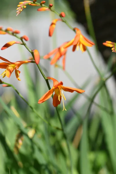 stock image Crocosmia ( Montbretia ) flowers. Iridaceae perennial plants native to South Africa. Vermilion flowers bloom in racemes from June to August.