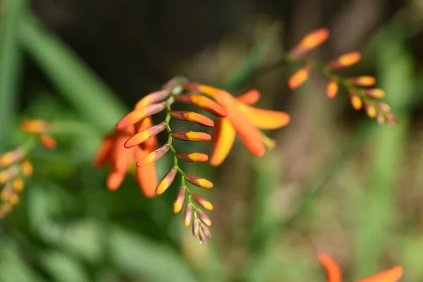 Crocosmia Montbretia Flowers Iridaceae Perennial Plants Native South Africa Vermilion — Stock Photo, Image