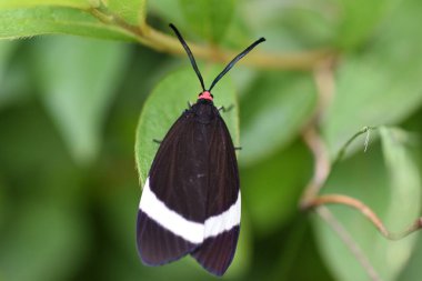 Bir Pidorus glaucopis. Pidorus glaucopis, Zygaenidae familyasından bir güve türü. Antenler cevizli, kafa kırmızı ve kanatların beyaz desenleri var..