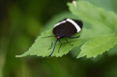 Bir Pidorus glaucopis. Pidorus glaucopis, Zygaenidae familyasından bir güve türü. Antenler cevizli, kafa kırmızı ve kanatların beyaz desenleri var..