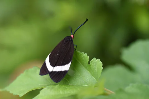 stock image A Pidorus glaucopis. Pidorus glaucopis is a moth of the family Zygaenidae. The antennae are pectinate, the head is red, and the wings have white patterns.