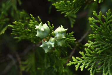 Çin arborvitae (Platycladus orientalis) konileri. Cupressaceae her zaman yeşil kozalaklı. İlkbaharda çiçek açar ve yaz başında eşsiz şekilli koniler haline gelir..