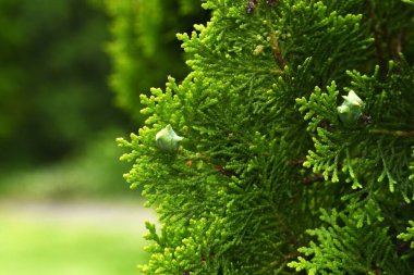 Çin arborvitae (Platycladus orientalis) konileri. Cupressaceae her zaman yeşil kozalaklı. İlkbaharda çiçek açar ve yaz başında eşsiz şekilli koniler haline gelir..