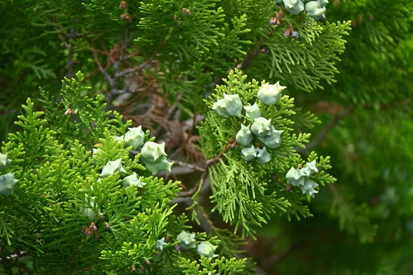 Cônes Arboricoles Chinois Platycladus Orientalis Cupressaceae Conifères Feuilles Persistantes Fleurs — Photo