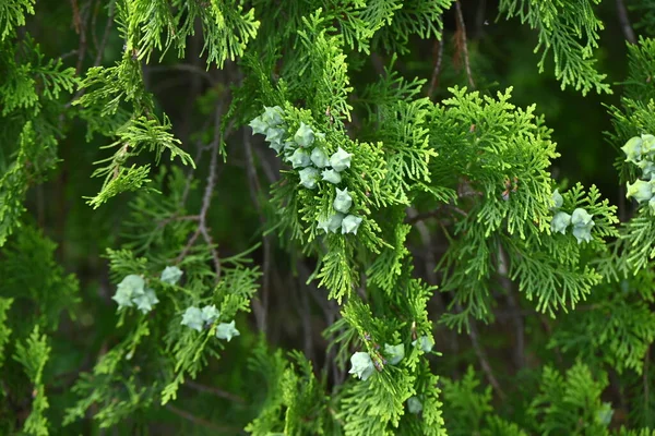 Chinês Arborvitae Platycladus Orientalis Cones Cupressaceae Conífera Sempre Verde Flores — Fotografia de Stock