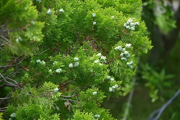 Arborvitae Platycladus Orientalis 학명은 Evergreen Conifer 탈모증 초여름에 모양의 원추체가 — 스톡 사진