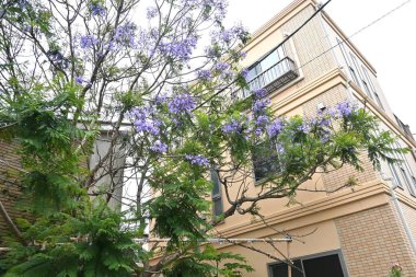 Jacaranda çiçekleri. Bignoniaceae yapraklı ağacı, Orta ve Güney Amerika 'ya özgüdür. Sayısız mavimsi-mor çiçek yazın başlarında panikte açar..