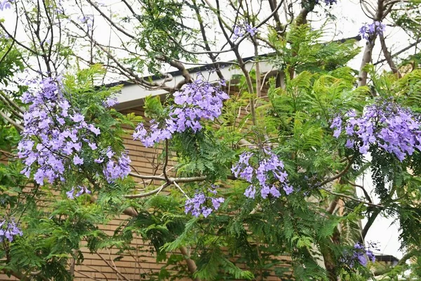 Jacaranda çiçekleri. Bignoniaceae yapraklı ağacı, Orta ve Güney Amerika 'ya özgüdür. Sayısız mavimsi-mor çiçek yazın başlarında panikte açar..