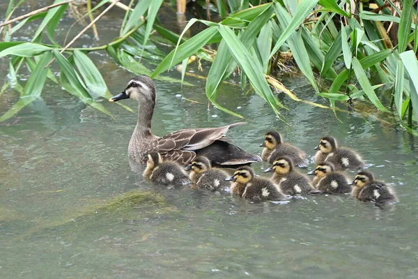 Spot Billed Duck Mother Her Children Playing Stream — Stock Photo, Image