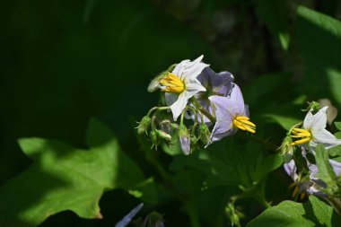 Solanum carolinense çiçekleri. Olanaceae daimi bitkileri. Yaprakları ve sapları sivri dikenli zehirli bir bitki. Ayrıca 