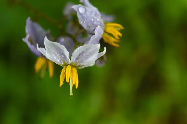Solanum Carolinense Çiçekleri Olanaceae Daimi Bitkileri Yaprakları Sapları Sivri Dikenli — Stok fotoğraf