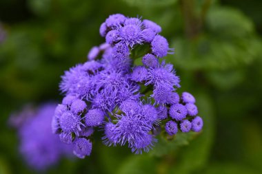 Ageratum houstonianum (Diş ipi çiçeği) çiçekleri. Asteraceae ebediyen Meksika 'ya özgü tropikal bitkiler. Çiçek mevsimi Mayıs 'tan Ekim' e kadardır..