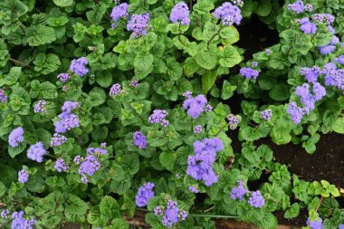 Ageratum houstonianum (Diş ipi çiçeği) çiçekleri. Asteraceae ebediyen Meksika 'ya özgü tropikal bitkiler. Çiçek mevsimi Mayıs 'tan Ekim' e kadardır..