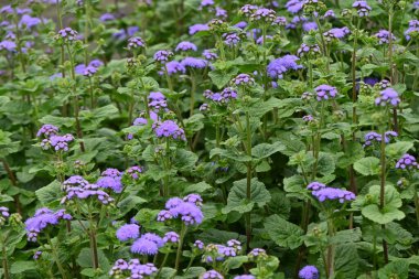 Ageratum houstonianum (Diş ipi çiçeği) çiçekleri. Asteraceae ebediyen Meksika 'ya özgü tropikal bitkiler. Çiçek mevsimi Mayıs 'tan Ekim' e kadardır..