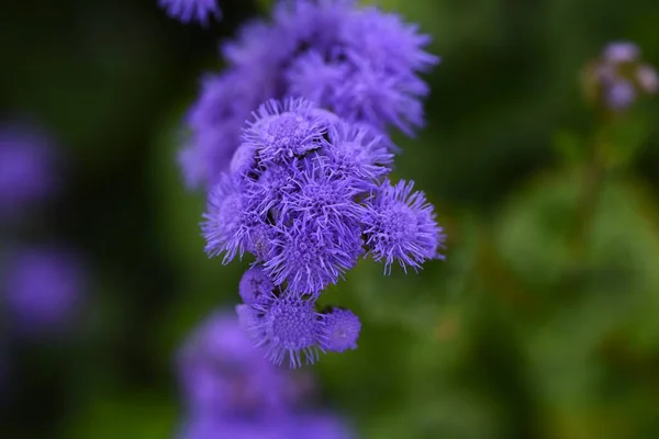 Ageratum Houstonianum Floss Blomma Blommor Asteraceae Evergreen Tropiska Växter Infödda — Stockfoto