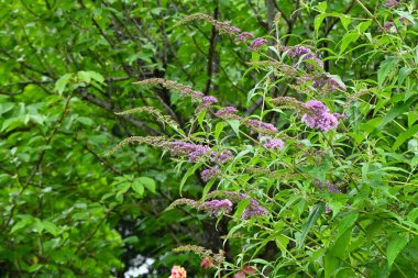 Buddeleja Daviddii (Kelebek çalısı) çiçekleri. Konik dikenler yazın başından sonbahara kadar çiçek açar. Ona Kelebek çalılığı denir çünkü kelebekler onun tatlı kokusundan etkilenir..