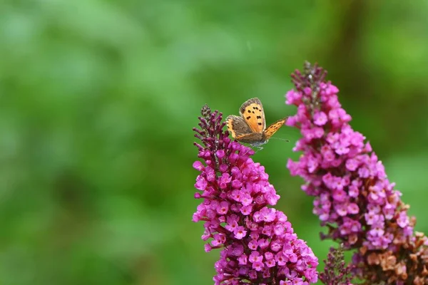 Buddeleja Davidii Butterfly Bush Flowers Conical Spikes Bloom Early Summer — Stock Photo, Image