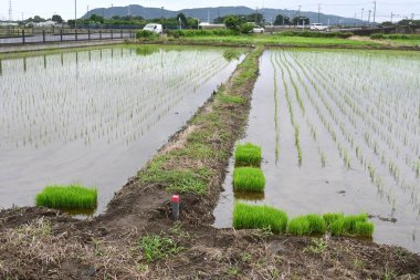 Japonya 'da pirinç yağmurlu mevsimde Mayıs sonu ile Haziran başı arasında ekilir. Mevsimlik arkaplan materyali.