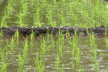 Japonya 'da pirinç yağmurlu mevsimde Mayıs sonu ile Haziran başı arasında ekilir. Mevsimlik arkaplan materyali.
