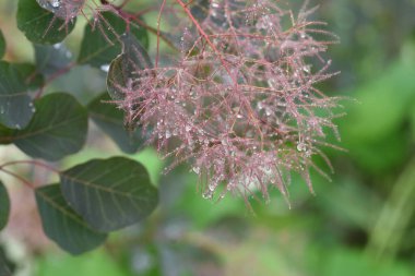 Duman ağacı yağmurda ıslandı. Yağmur mevsimi için arka plan malzemesi. Anacardiaceae yaprak döken ağacı.