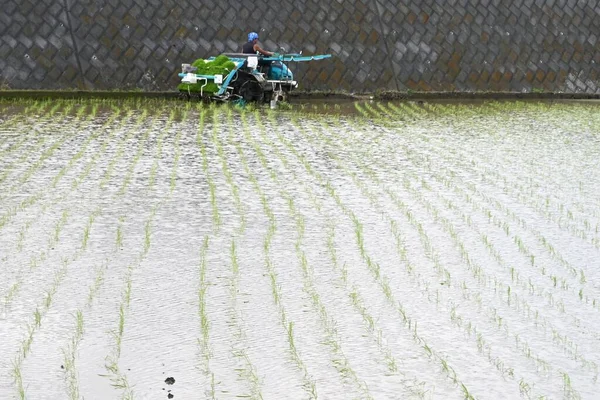 Στην Ιαπωνία Ρύζι Φυτεύεται Κατά Την Περίοδο Των Βροχών Από — Φωτογραφία Αρχείου