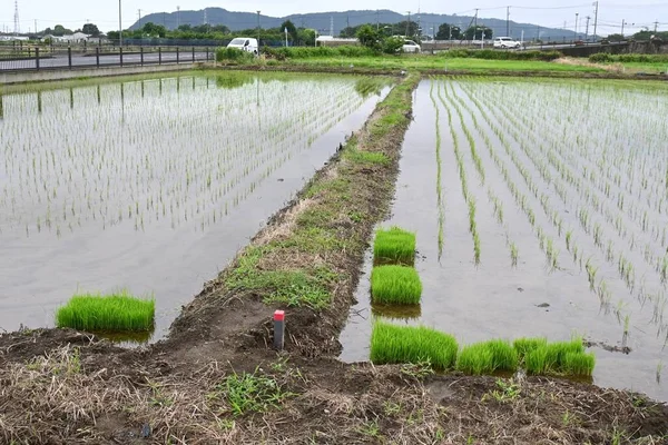 Japão Arroz Plantado Durante Estação Chuvosa Final Maio Início Junho — Fotografia de Stock