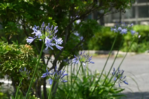 Agapanthus Flowers Amaryllidaceae Evergreen Perennial Plants Native South Africa Flowering — Stock Photo, Image