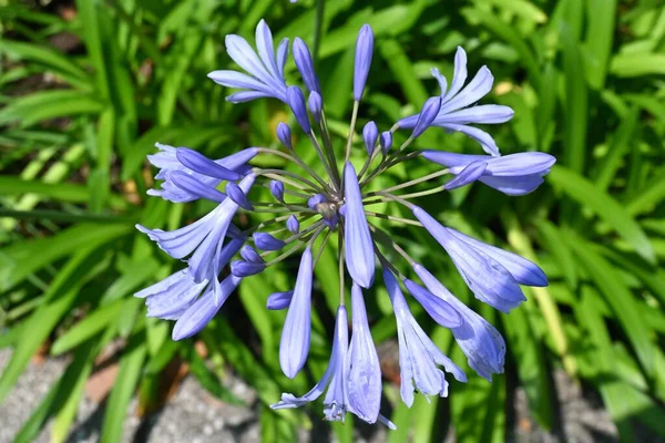Agapanthus Flowers Amaryllidaceae Evergreen Perennial Plants Native South Africa Flowering — Stock Photo, Image