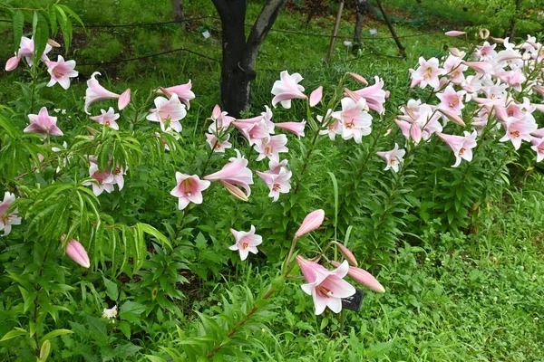 Lily Flowers Seasonal Background Material Flowering Season May August — Stock Photo, Image