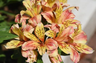 Alstroemeria çiçekleri. Güney Amerika 'ya özgü Alstroemeriaceae soğanlı bitkiler. Mayıs 'tan Temmuz' a kadar çiçek açar.