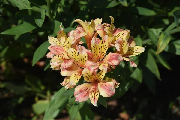 Alstroemeria Flowers Alstroemeriaceae Bulbous Plants Native South America Blooms May — Stock Photo, Image
