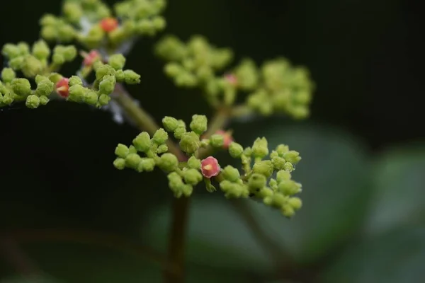 Cayratia Japonica Vitaceae Viță Vie Perenă Este Buruiană Care Trebuie — Fotografie, imagine de stoc