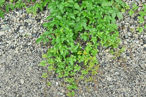 Cayratia Japonica Вітрусові Рослини Багаторічні Бур Якого Слід Знищити Тому — стокове фото