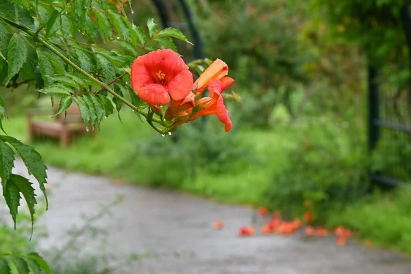 Květiny Čínské Trumpety Bignoniaceae Listnaté Vinné Révy Krásné Trychtýřovité Oranžové — Stock fotografie