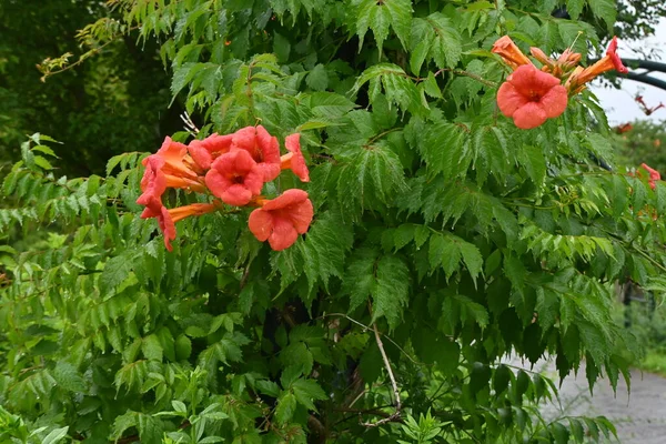 Květiny Čínské Trumpety Bignoniaceae Listnaté Vinné Révy Krásné Trychtýřovité Oranžové — Stock fotografie