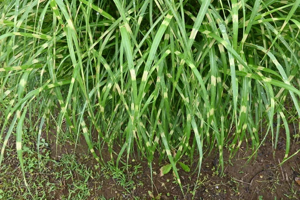 Zebra Grass Miscanthus Sinensis Zebrinus Poaceae Perennial Plants Leaves Have — Stock Photo, Image