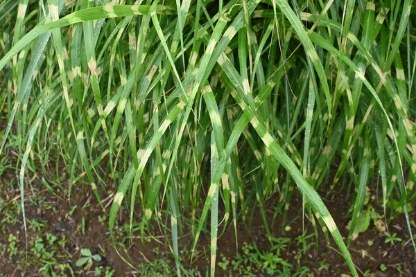 Trawa Zebry Miscanthus Sinensis Zebrinus Wieloletnie Rośliny Poaceae Liście Mają — Zdjęcie stockowe