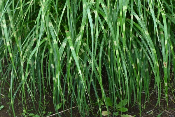 Trawa Zebry Miscanthus Sinensis Zebrinus Wieloletnie Rośliny Poaceae Liście Mają — Zdjęcie stockowe