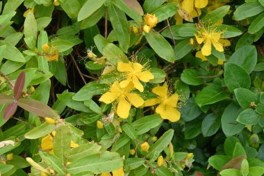 Çin hiperikum (Hypericum monogynum) çiçekleri. Hypericaceae çalısı. Haziran 'dan Temmuz' a kadar pek çok uzun kekemeliğe sahip açık sarı beş yapraklı çiçekler..