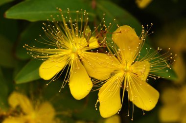 Çin hiperikum (Hypericum monogynum) çiçekleri. Hypericaceae çalısı. Haziran 'dan Temmuz' a kadar pek çok uzun kekemeliğe sahip açık sarı beş yapraklı çiçekler..