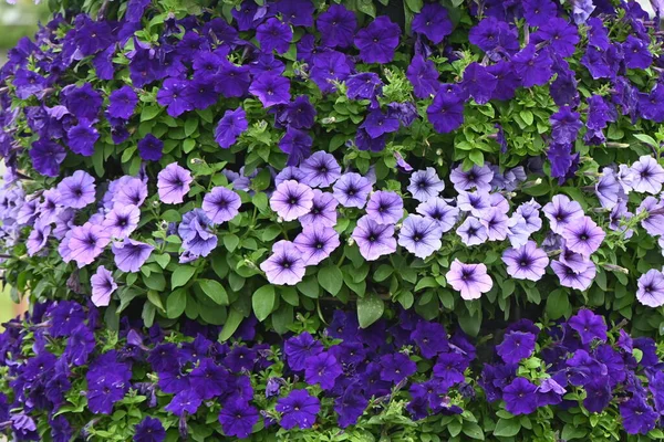 Květinové Lůžko Botanické Zahradě Materiál Pozadí Květin — Stock fotografie