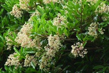 Tatlı viburnum çiçekleri. Viburnaceae her zaman yeşil ağaç. Yazın başlarında birçok küçük beyaz çiçek açar ve böğürtlenler sonbaharda kırmızıya döner. Ağaçlar çit olarak kullanılır..